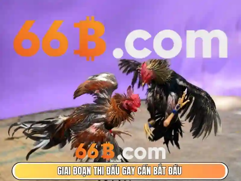 Ứng dụng thực tế của 66b trong doanh nghiệp