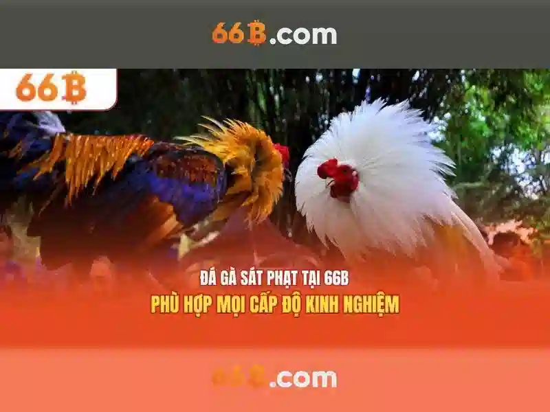 Chuyên gia Lưu Đình San chia sẻ bí kíp cá cược thành công