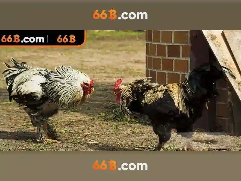 66b là gì