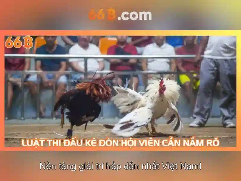 66B là gì và tại sao nó quan trọng