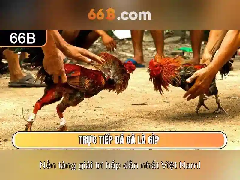 66B: Khái niệm, kiến trúc và ứng dụng của một mô hình ngôn ngữ ở quy mô trung bình