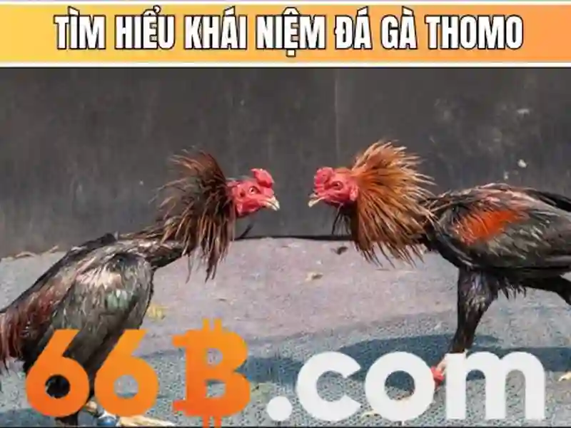 66b: một ký hiệu và hành trình ý nghĩa