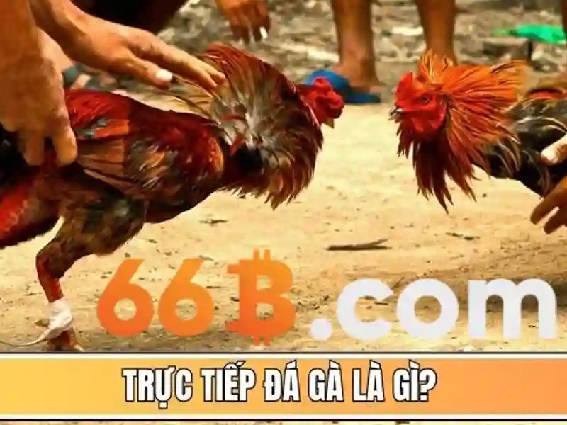 Đào tạo và dữ liệu của 66B